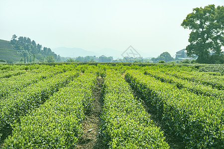 茶园背景图片