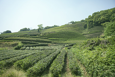 茶园背景图片