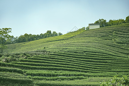 茶园图片