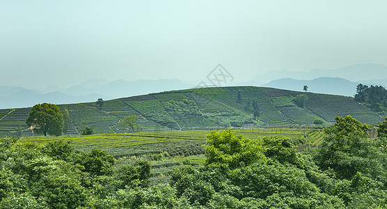 茶园背景图片