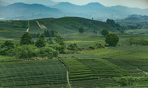 茶园背景图片