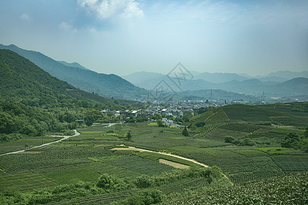 龙骨汤茶园背景