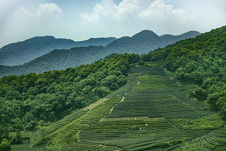 茶园绿色的山高清图片