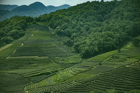 茶园龙灵山茶山高清图片