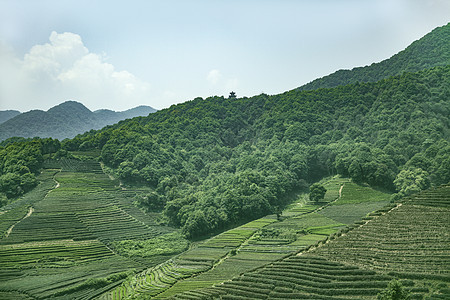 茶园背景图片