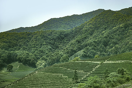 茶园图片