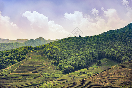 龙坞山庄茶园的晚霞背景