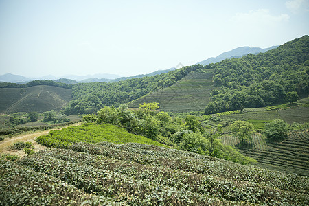 茶园图片