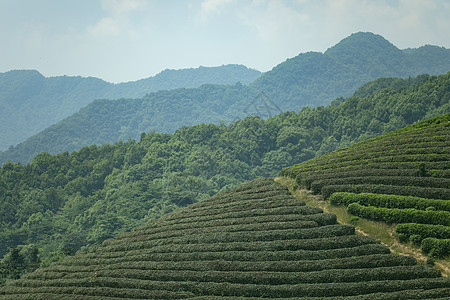 茶园图片