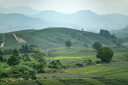 茶园背景图片