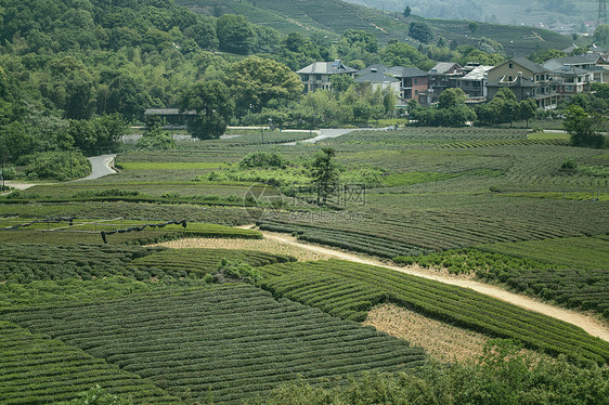 茶园图片