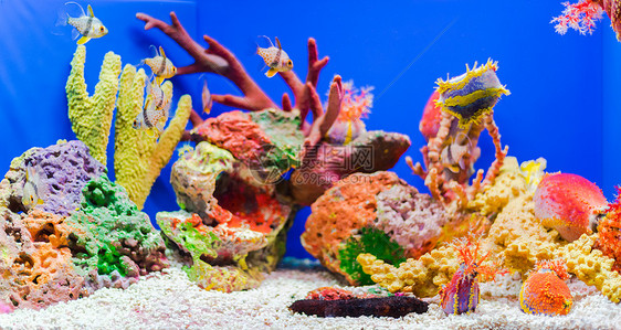 五彩珊瑚图片