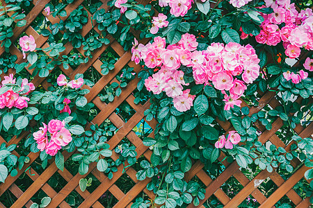 春节壁纸蔷薇花背景图背景