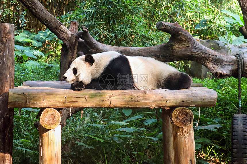 国宝大熊猫图片
