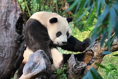 国宝大熊猫四川熊猫乐园高清图片