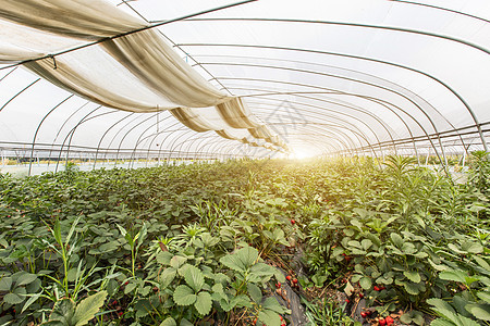 现代化草莓温室种植园背景图片