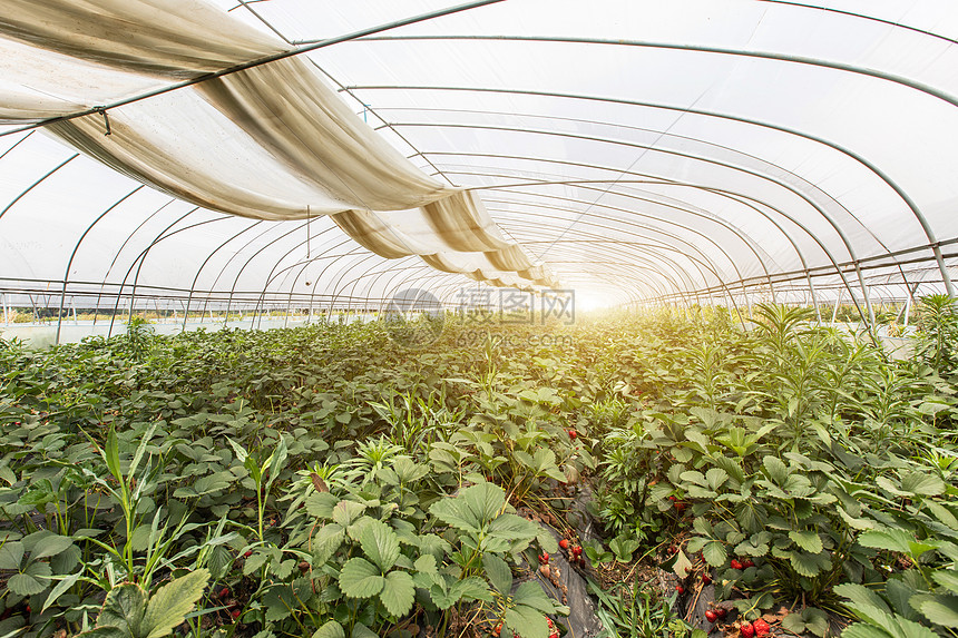 现代化草莓温室种植园图片