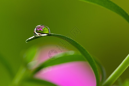 水滴中的花朵图片