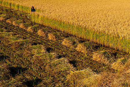 芒种时节稻田收割背景图片