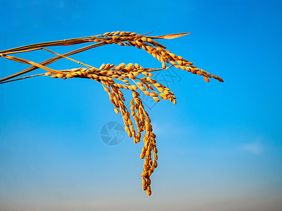 水稻成熟背景图片
