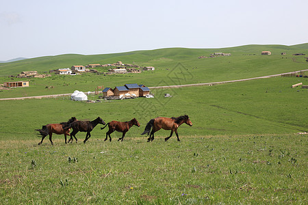 飞奔的马喀拉峻草原的马背景