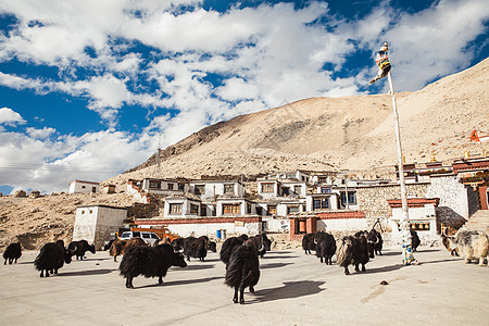 绒布寺牦牛背景图片