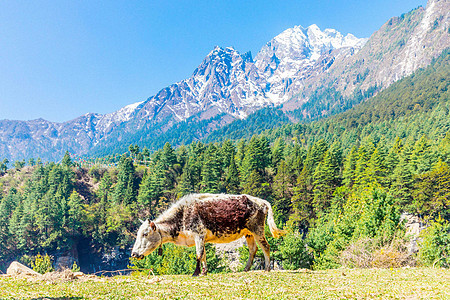 吉隆大峡谷图片