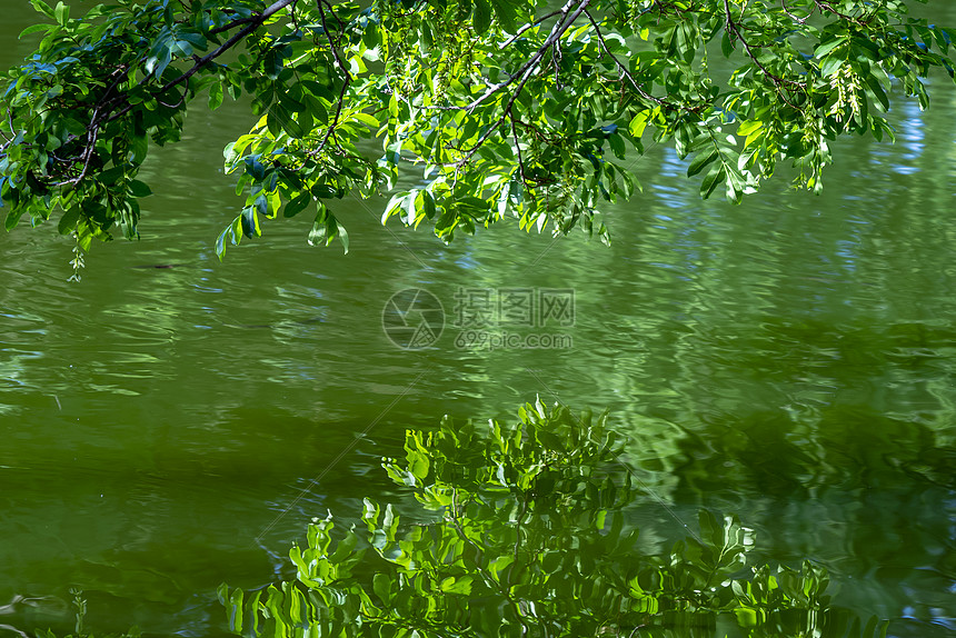 水上树叶图片