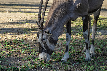 南非长角羚吃草图片