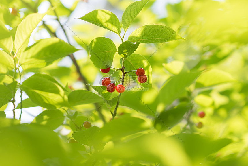 春季水果樱桃特写图片