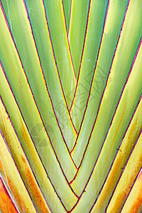 热带植物叶脉图片