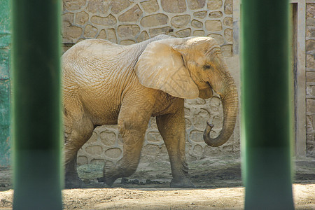 动物园里囚禁的大象图片