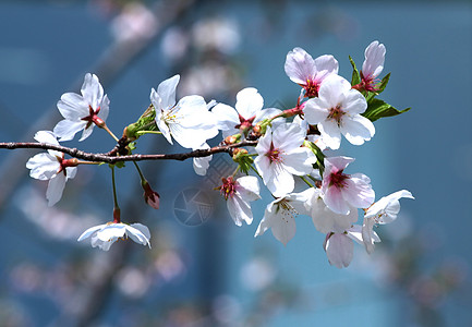 樱花 图片