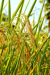中国农民水稻背景