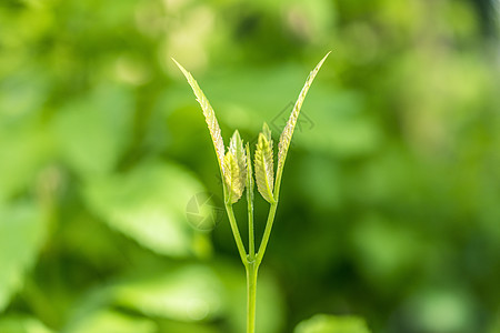 植物发芽背景图片