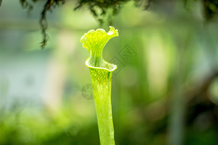 食虫的瓶子草图片