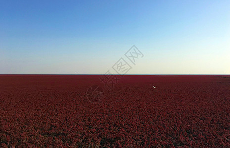 辽宁盘锦红海滩背景