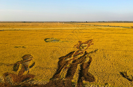 盘锦稻田画背景