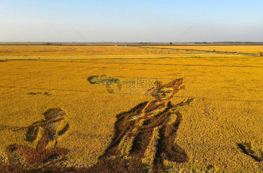 盘锦稻田画图片