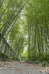 绿色夏季背景图片