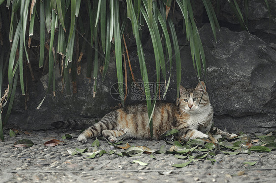 喵星人橘猫图片