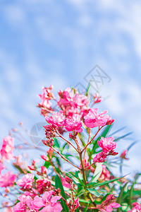 夏天夹竹桃粉云素材一朵高清图片