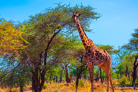 非洲长颈鹿长颈鹿背景