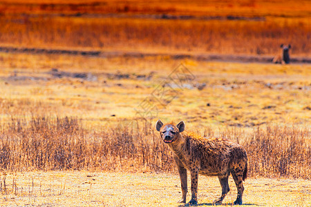 非洲鬣狗图片