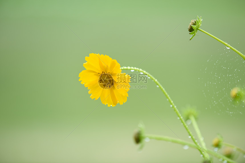 花草素材图片