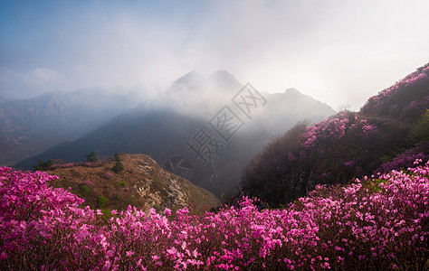 粉色花海杜鹃花背景