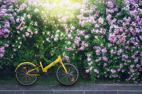 自行车花夏至蔷薇树下小黄车背景