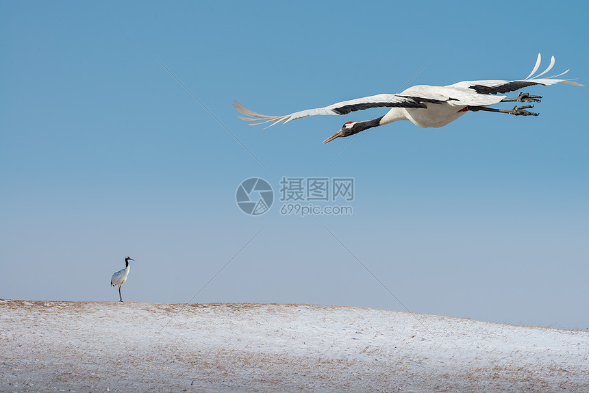 飞翔的丹顶鹤图片