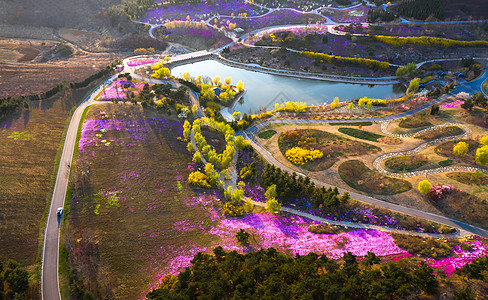 航拍花海花海风景背景