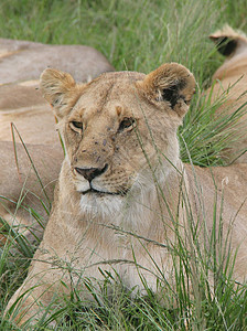 东非大草原的母狮图片